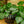 Load image into Gallery viewer, Raindrop Peperomia