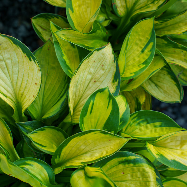 Rainforest Surprise Hosta