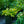 Load image into Gallery viewer, Rainforest Surprise Hosta