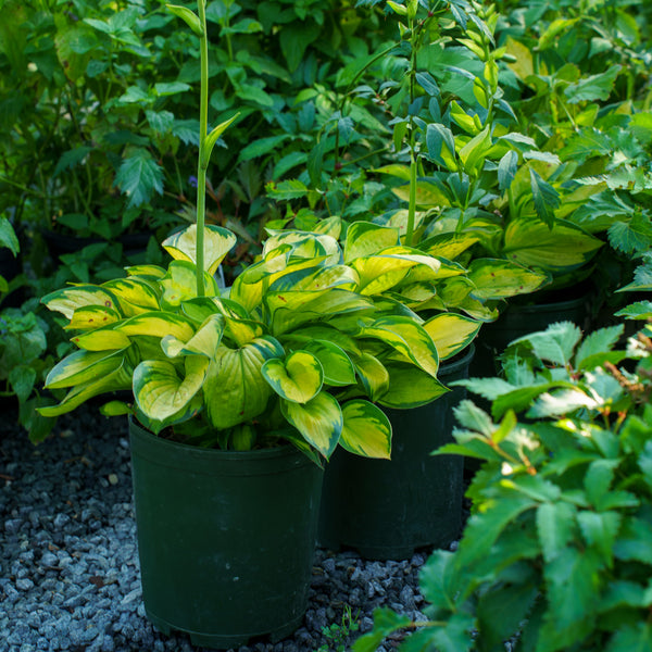 Rainforest Surprise Hosta