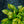 Load image into Gallery viewer, Rainforest Surprise Hosta