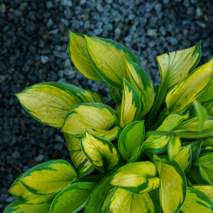 Rainforest Surprise Hosta