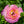 Load image into Gallery viewer, Ranunculus