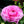 Load image into Gallery viewer, Ranunculus