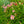 Load image into Gallery viewer, Raspberry Eclipse Daylily