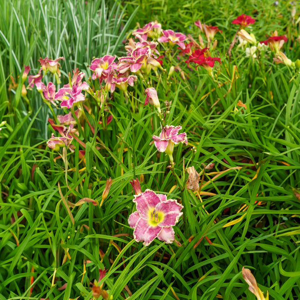 Raspberry Eclipse Daylily