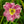 Load image into Gallery viewer, Raspberry Eclipse Daylily