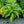Load image into Gallery viewer, Raspberry Frost Lungwort