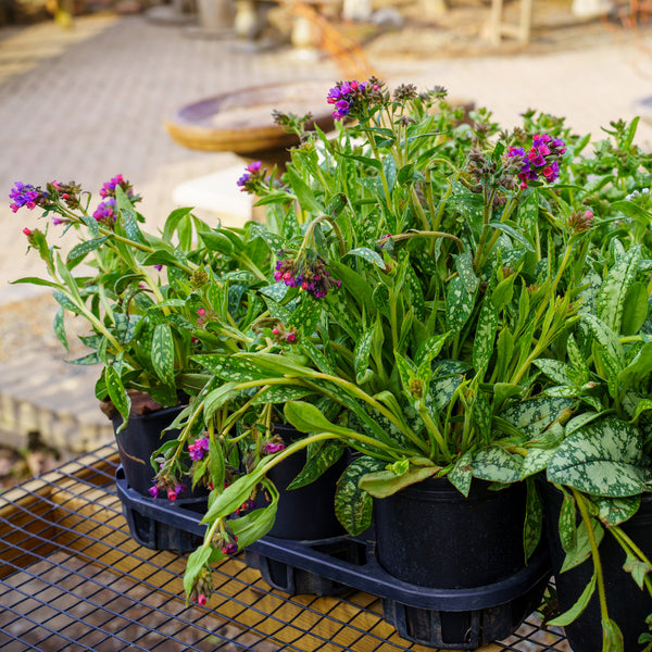Raspberry Splash Lungwort