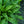 Load image into Gallery viewer, Raspberry Splash Lungwort