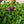 Load image into Gallery viewer, Raspberry Splash Lungwort