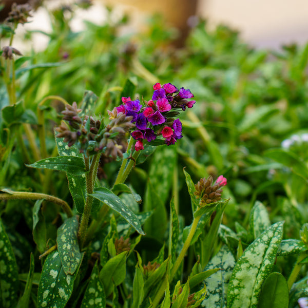 Raspberry Splash Lungwort