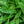 Load image into Gallery viewer, Raspberry Splash Lungwort