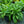 Load image into Gallery viewer, Raspberry Splash Lungwort
