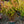 Load image into Gallery viewer, Raspberry Sundae Deutzia