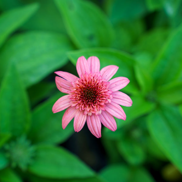 Raspberry Truffle Coneflower