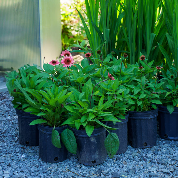 Raspberry Truffle Coneflower
