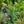 Load image into Gallery viewer, Rattlesnake Master