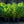 Load image into Gallery viewer, Redosier Dogwood