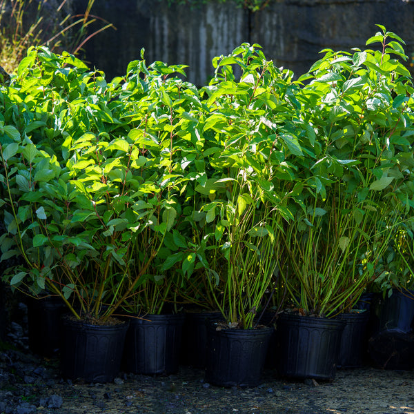 Redosier Dogwood