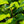 Load image into Gallery viewer, Redosier Dogwood