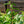 Load image into Gallery viewer, Redosier Dogwood