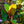 Load image into Gallery viewer, Red Abyssinian Banana - Other Houseplants - Houseplants