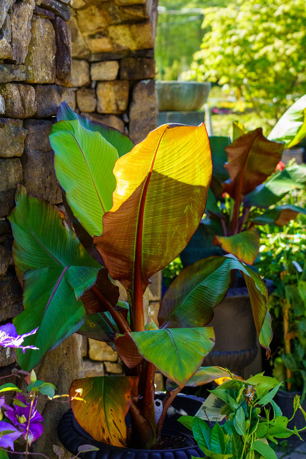 Red Abyssinian Banana - Other Houseplants - Houseplants