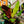 Load image into Gallery viewer, Red Abyssinian Banana - Other Houseplants - Houseplants