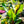 Load image into Gallery viewer, Red Abyssinian Banana - Other Houseplants - Houseplants
