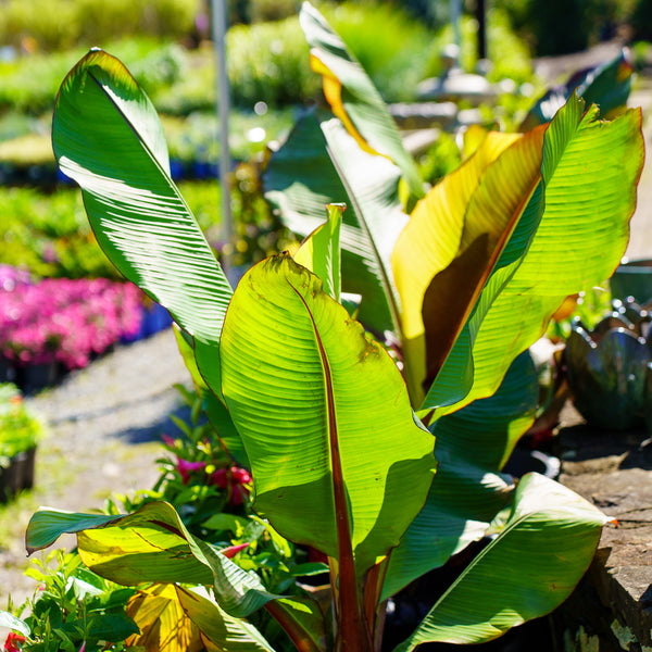 Red Abyssinian Banana - Other Houseplants - Houseplants