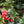 Load image into Gallery viewer, Red Beauty Holly - Holly - Hollies