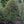 Load image into Gallery viewer, Red Beauty Holly - Holly - Hollies