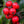 Load image into Gallery viewer, Red Beauty Holly - Holly - Hollies