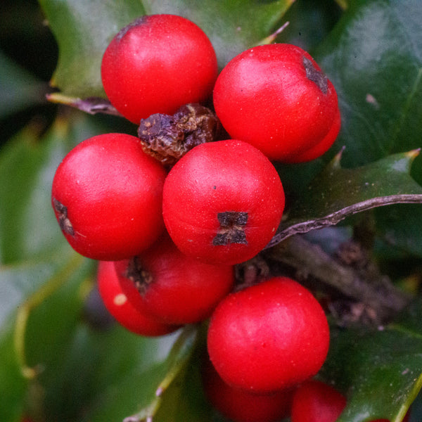 Red Beauty Holly - Holly - Hollies