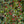 Load image into Gallery viewer, Red Beauty Holly - Holly - Hollies
