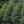 Load image into Gallery viewer, Red Beauty Holly - Holly - Hollies