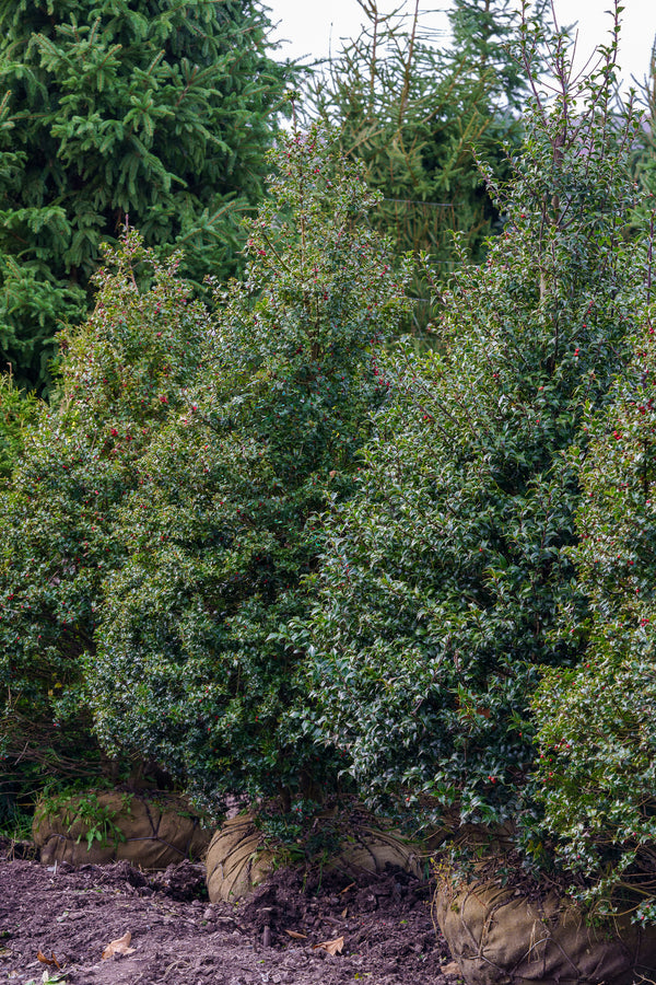 Red Beauty Holly - Holly - Hollies