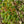 Load image into Gallery viewer, Red Buckeye - Other Shrubs - Shurbs