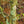 Load image into Gallery viewer, Red Buckeye