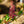 Load image into Gallery viewer, Red Buckeye - Other Shrubs - Shurbs