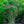 Load image into Gallery viewer, Red Buckeye - Other Shrubs - Shurbs