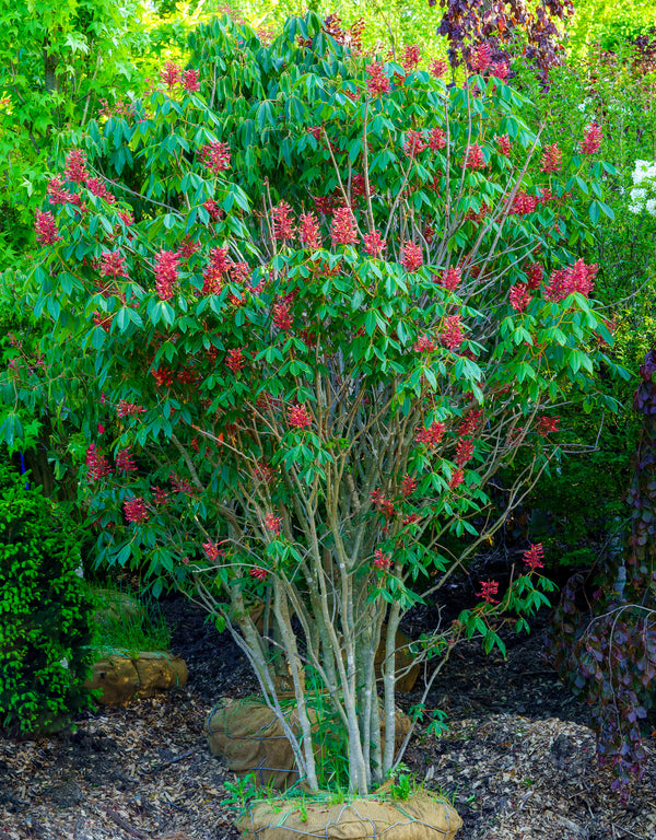 Red Buckeye - Other Shrubs - Shurbs
