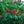 Load image into Gallery viewer, Red Buckeye - Other Shrubs - Shurbs