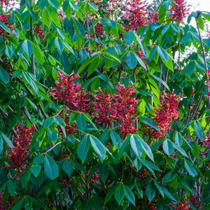 Red Buckeye