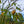Load image into Gallery viewer, Red Buckeye