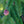 Load image into Gallery viewer, Red Cone Norway Spruce - Spruce - Conifers