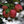Load image into Gallery viewer, Red Delicious Apple Tree - Apple - Fruit Trees
