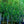 Load image into Gallery viewer, Red Delicious Apple Tree - Apple - Fruit Trees