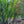 Load image into Gallery viewer, Red Delicious Apple Tree
